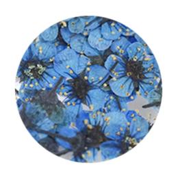 SMint エスミント コデマリ 約0.03g 15.コバルトブルー