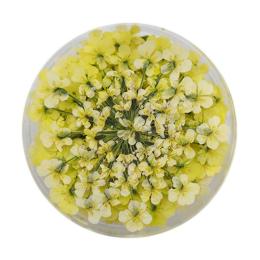 SMint エスミント レースフラワー 0.1g 33.ライムイエロー