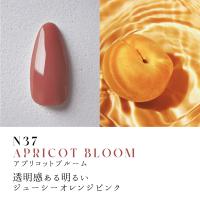 ●Dna Gel カラージェル 2.5g N37 アプリコットブルーム