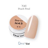 ●Dna Gel カラージェル 2.5g N43 ピーチペタル
