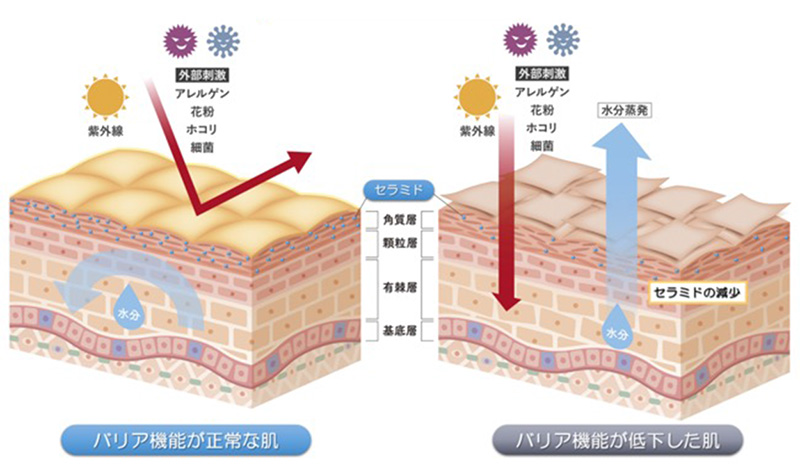 肌のバリア機能